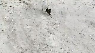 Потеряшка