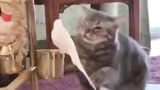 Cat - love #34