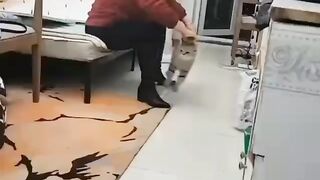 Cat - doubt #35