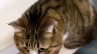 Cat - fat cat #36