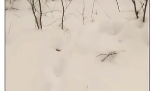 По следам -- кто за кем охотится.