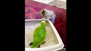 Funny Animals for When You Need to Relax - Best Of The 2022 Funny Animal Videos - TRY NOT TO LAUGH! 2