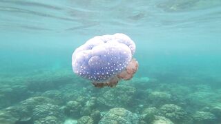 jellyfish