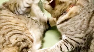 Cat - cat fat #37