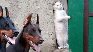 Incredible, amazing cases with animals caught on camera .
