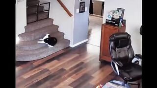 Funny Cats and Dogs - Best Of The 2022 Funny Animal Videos - TRY NOT TO LAUGH! 6