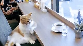 Funny cat video