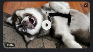 Looking for a good laugh? Watch funny dogs! - Funny dog compilation