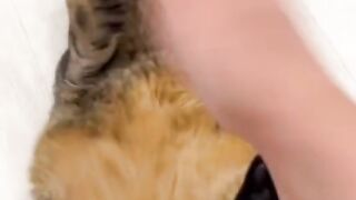 Funny animals tiktok video