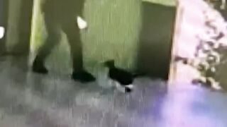 Funny animals video