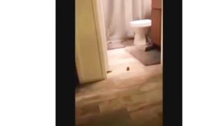 cute little cats ????animals videos