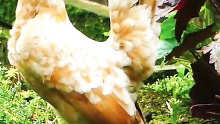 Animal Sounds video tiktok video 2023