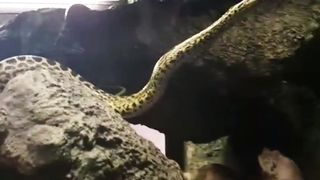 Snake in Italy zoo