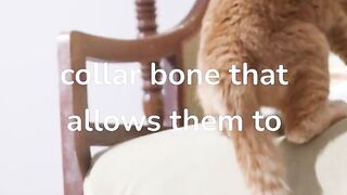 five interesting facts about cats