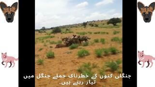 خونی جنگلی کتوں کی معلومات  wild dogs