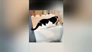 Funniest Animals Moments