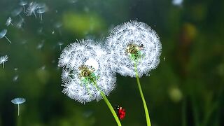 Beauty of the world