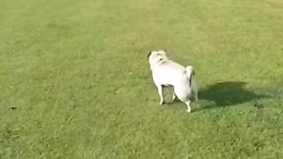 Smart.dog