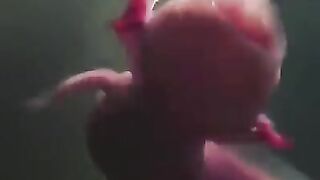 Fish or Not