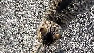 Funny cat