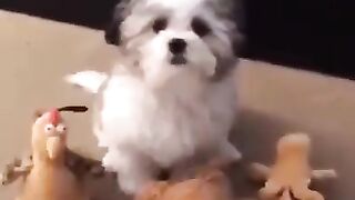 Doggy Best Friend