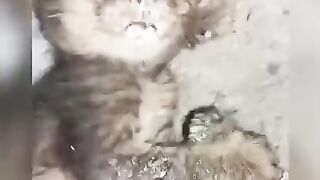 Cute Cats