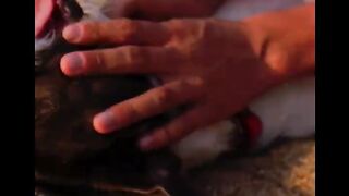 Funny dog and cat video