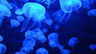 Jelly Fish in blue