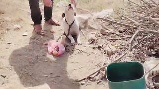 Dog????
