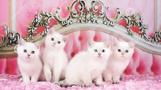 Cute Cat Family