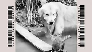 Cute dog