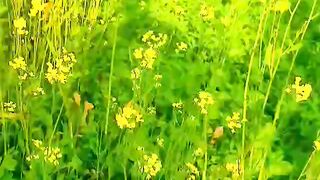 Village Pure Desi