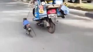 Best Funny Videos  - Try to Not Laugh