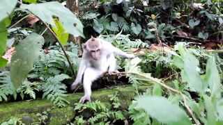 Monkey in forest