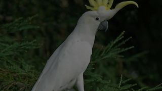 Cockatoo Parrot #facts #birds