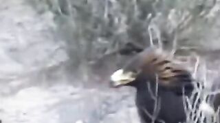 Eagle attack on jackal |Eagle hunt | Eagle
