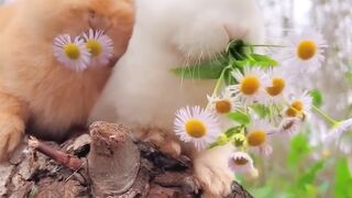 Beautiful rabbit baby |Rabbit |cute animal