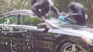 Fun monkeys