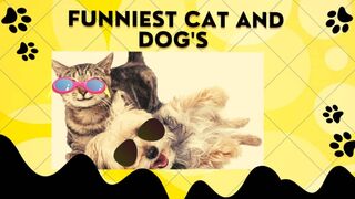 Funniest Cat's video... 2023 funny animals and pets video