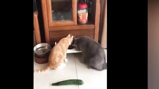 Funniest Animals Videos 2023  _ Funny Cats and Dogs Videos