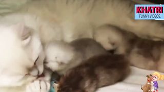 Mom CAT Loving their Babies -Mom Cat's Way Of Protecting Her Kittens - #3 |KHATRI Funny Videos