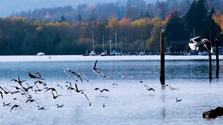 Beautiful Birds & Beautiful Nature Scene.