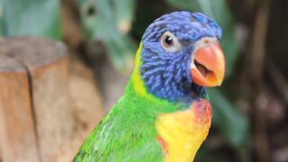 Beautiful Parrot and Best Voice.