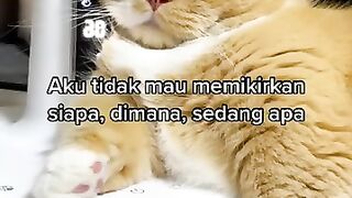 Funny cat