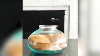 Funny animals video
