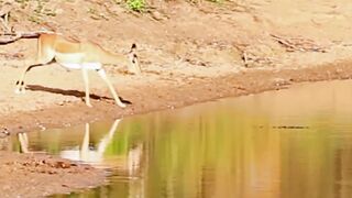 Impala Chancing a drink in front of huge crocodile