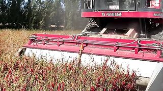 chili harvester #agriculture