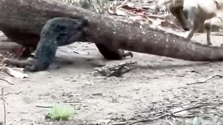 Komodo Attack On Goats