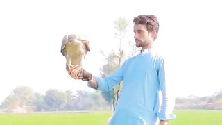 How to release eagle
