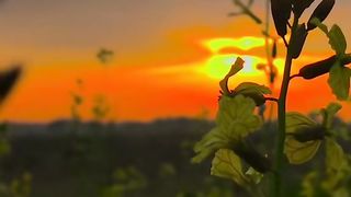 Nature Delightful Scene ????